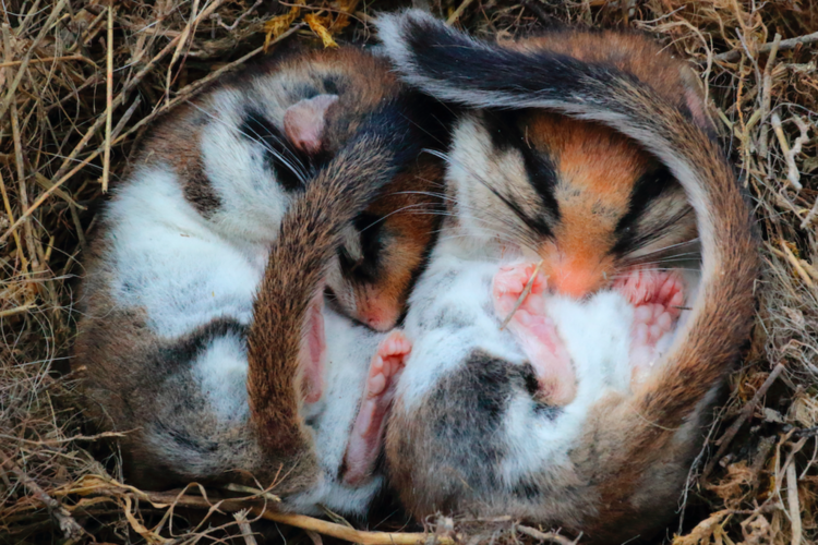 Während des Winterschlafs büssen Gartenschläfer rund die Hälfte ihres Körpergewichtes ein. Bild: Biosphoto / Jean-François Noblet