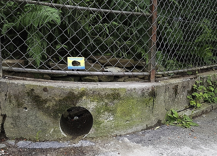 Barrierefreie Durchgänge wie dieser in einer Mauer helfen Igeln auf der abendlichen Futtersuche. Bild: Svenja Crottogini/stadtwildtiere.ch 