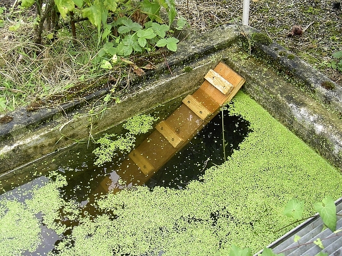 Schwimmbecken oder Schächte mit senkrechtem Ufer können zur Igelfalle werden. Eine Ausstiegshilfe kann Abhilfe schaffen. Bild: Igelzentrum Zürich