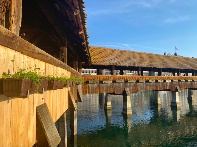 Ende März 2022 hat Stadtgrün Luzern die Kapellbrücke mit einheimischen Wildstauden dekoriert. Seither haben sich die Pflanzen prima entwickelt. Bild: Stadt Luzern