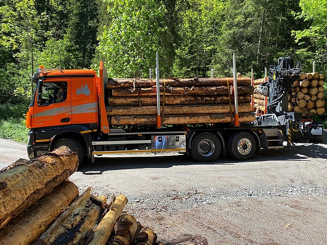 Grosse Lastwagen müssen täglich Holz aus dem Wald abtransportieren.
