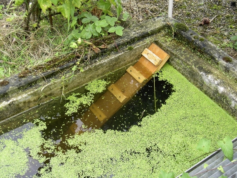 Schwimmbecken oder Schächte mit senkrechtem Ufer können zur Igelfalle werden. Eine Ausstiegshilfe kann Abhilfe schaffen. Bild: Igelzentrum Zürich