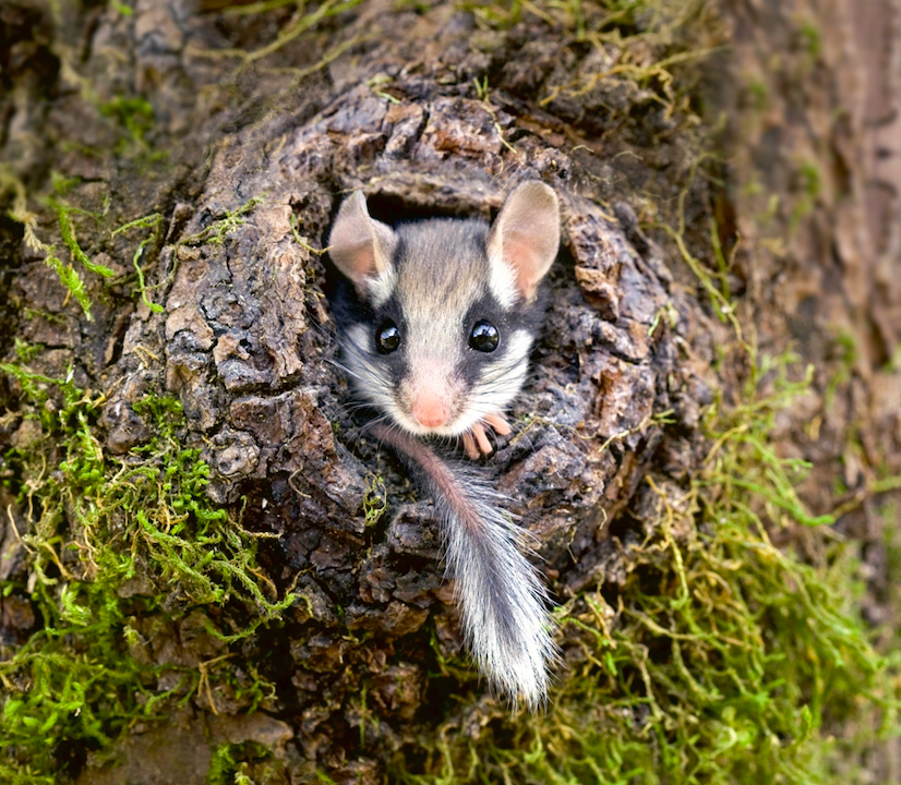 Maske, Schwanzquaste, grosse Ohren: Der Gartenschläfer ist unverwechselbar. Bild: Biosphoto / Frédéric Desmette
