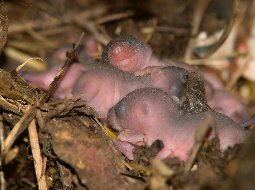 Schon in wenigen Wochen werden diese Gartenschläfer ihre Umgebung erkunden. Bild: Biosphoto / P. M. Guinchard
