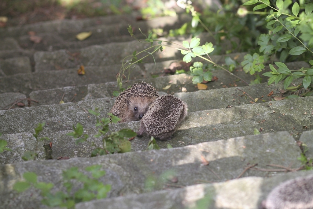 Kleine Wildtiere wie Igel haben grosse Schwierigkeiten auf der Suche nach Futter und Schlafplatz. Bereits Treppenstufen mit einer Höhe von 20 Zentimetern sind für sie unüberwindbar. Bild: Rahel Fierz/wildenachbarn.ch
